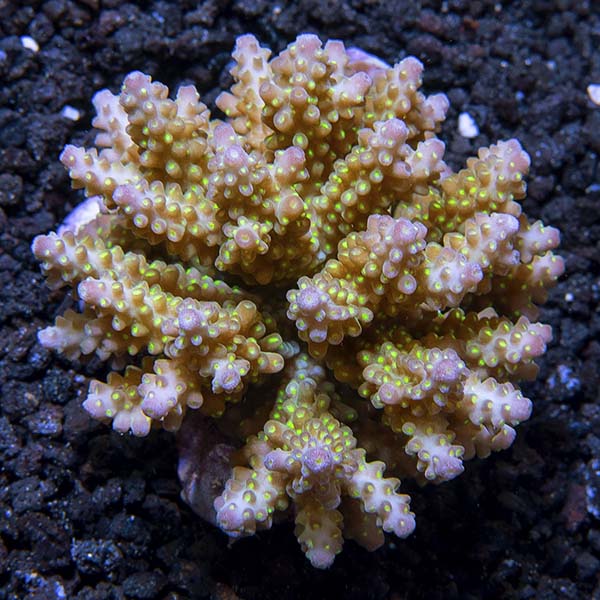 Assorted Acropora Coral