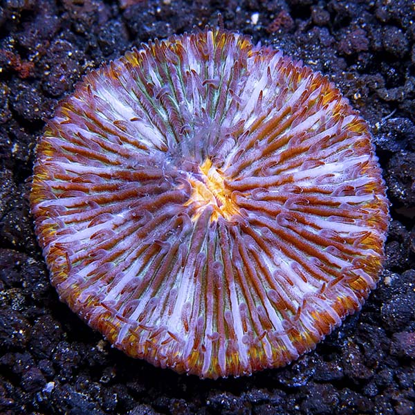 Plate Coral UFO