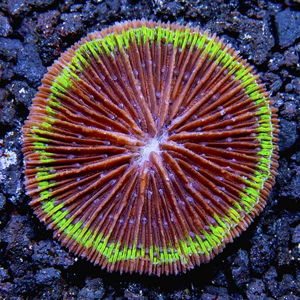 Plate Coral UFO