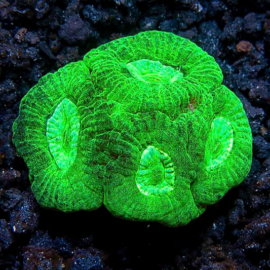 Australian Alien Moon Brain Coral