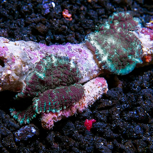 Green and Purple Bullseye Rhodactis Mushroom Coral