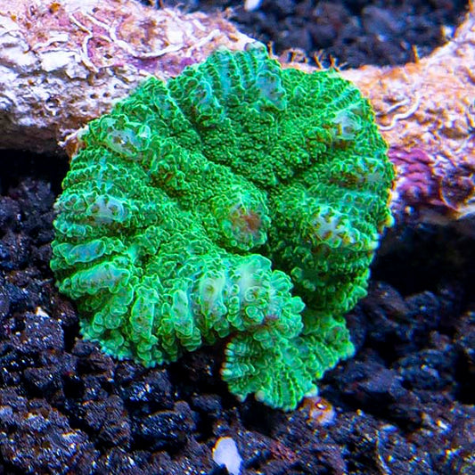Metallic Green Rhodactis Mushroom Coral
