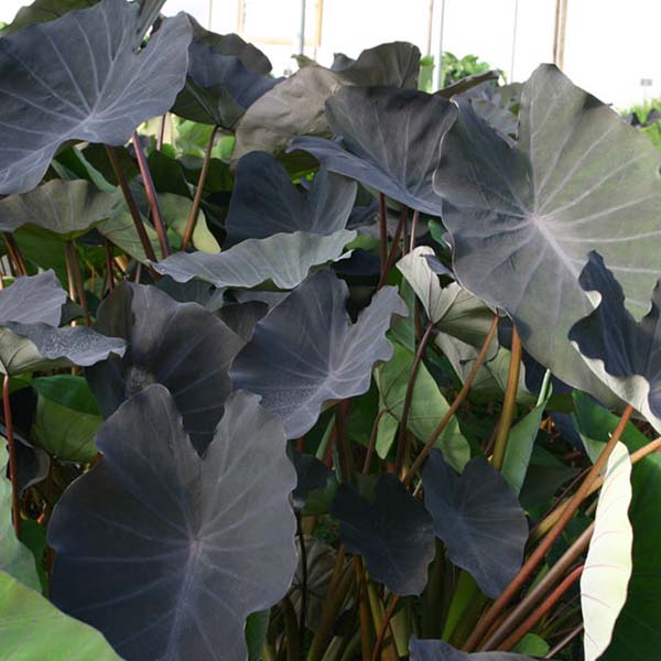 5x5 Tropical with Partial Shade Pond Plant Starter Pack