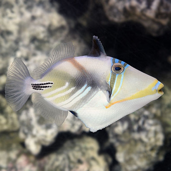 Humu Picasso Triggerfish: Saltwater Aquarium Fish for Marine Aquariums ...