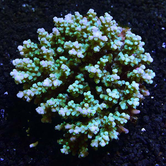 Bright Color Fiji Acropora Pack
