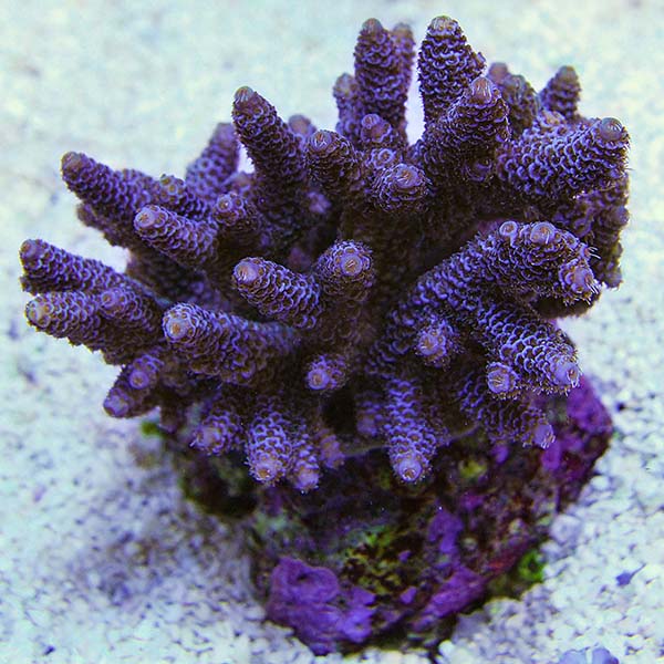 Raspberry Millepora Pink Millepora Acropora Coral | LiveAquaria