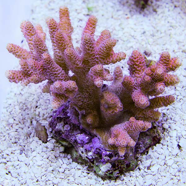 Acropora millepora - Bali Aquacultured