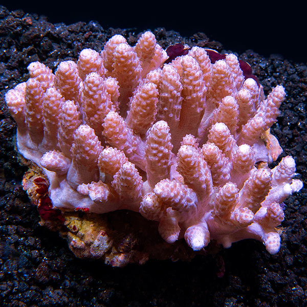 Young Blushing Finger Leather Coral