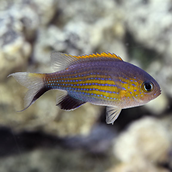 Chromis for Sale: Blue and Green Chromis and other Reef Species ...