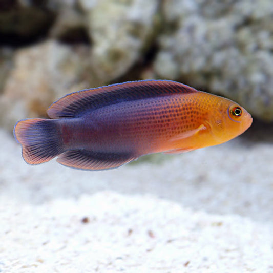 Dilectis Pseudochromis