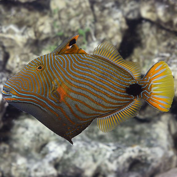 Undulating Fish Moving Undulate Triggerfish (Orangelined or Orangetailed Triggerfish ...