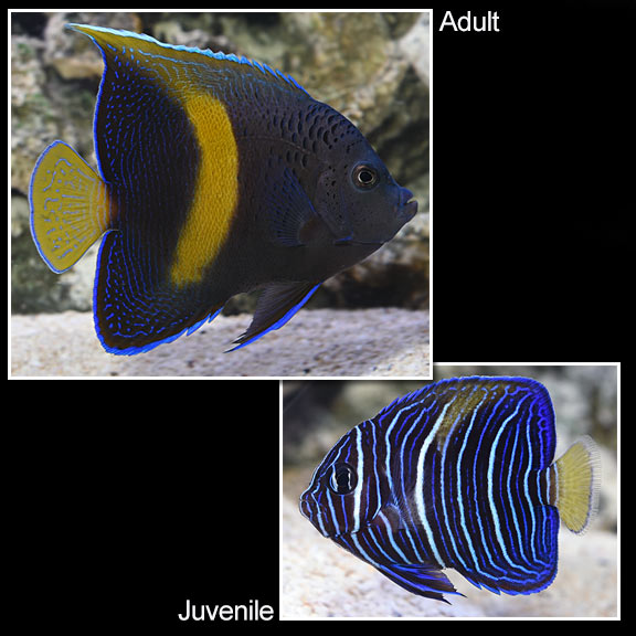 Maculosus Angelfish: Saltwater Aquarium Fish for Marine Aquariums ...