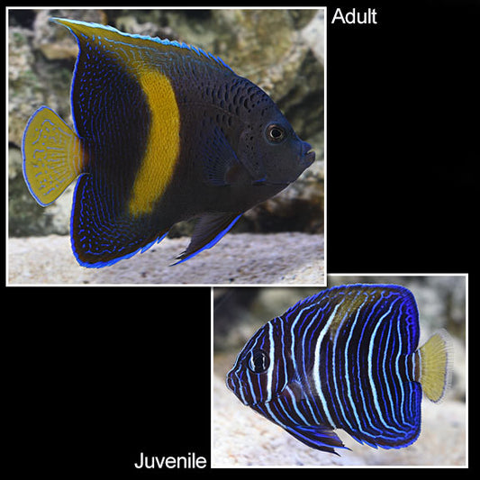 Buy a Maculosus Angelfish and Get a Purple Tang at 50% off