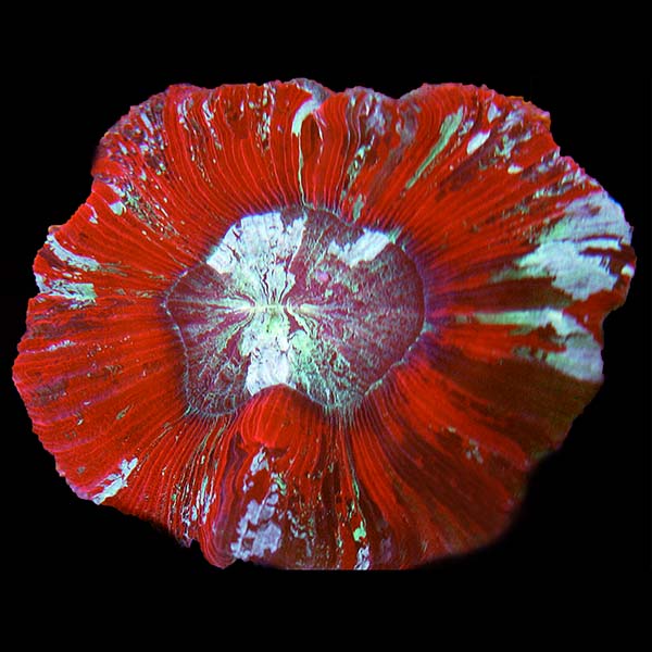 Brain Coral, Trachyphyllia 