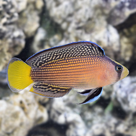 Splendid Dottyback, Captive-Bred