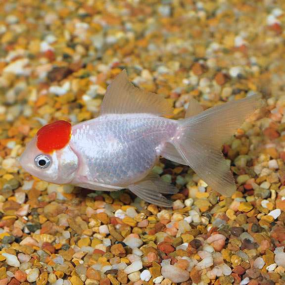 Red Cap Oranda Goldfish: Tropical Fish for Freshwater Aquariums ...