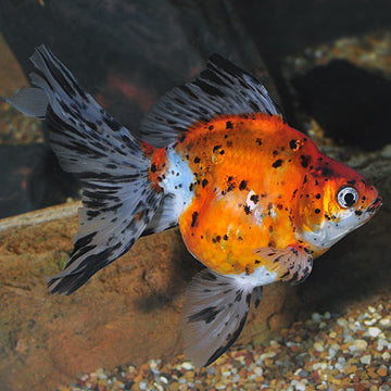 Fancy Goldfish – LiveAquaria