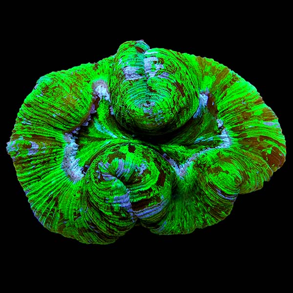 Brain Coral, Trachyphyllia 