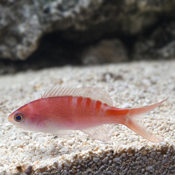 Queen Tiger Anthias