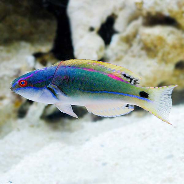 Exquisite Fairy Wrasse - Reef Safe: Saltwater Aquarium Fish for Marine ...