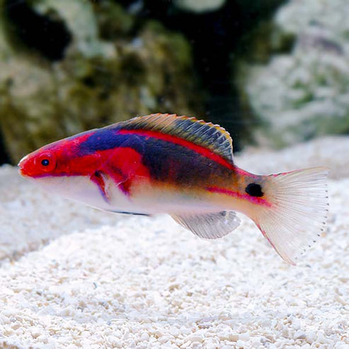 Exquisite Fairy Wrasse - Reef Safe: Saltwater Aquarium Fish for Marine ...