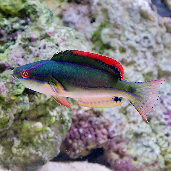 Exquisite Fairy Wrasse - Reef Safe: Saltwater Aquarium Fish for Marine ...
