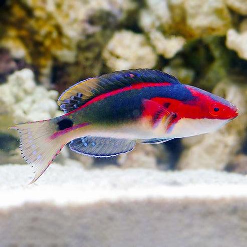 Exquisite Fairy Wrasse - Reef Safe: Saltwater Aquarium Fish for Marine ...