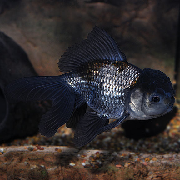 Blue Raspberry Gold Fish Blue Oranda Goldfish: Tropical Fish for Freshwater Aquariums – LiveAquaria
