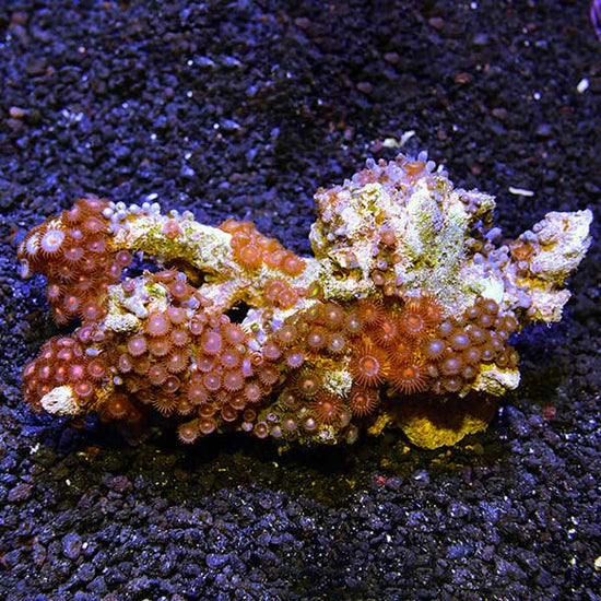 Colony Polyp, Assorted – LiveAquaria