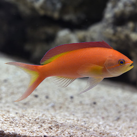 Anthyus Fish Anthias for Sale: Sunburst, Lyretail and other Anthias – LiveAquaria