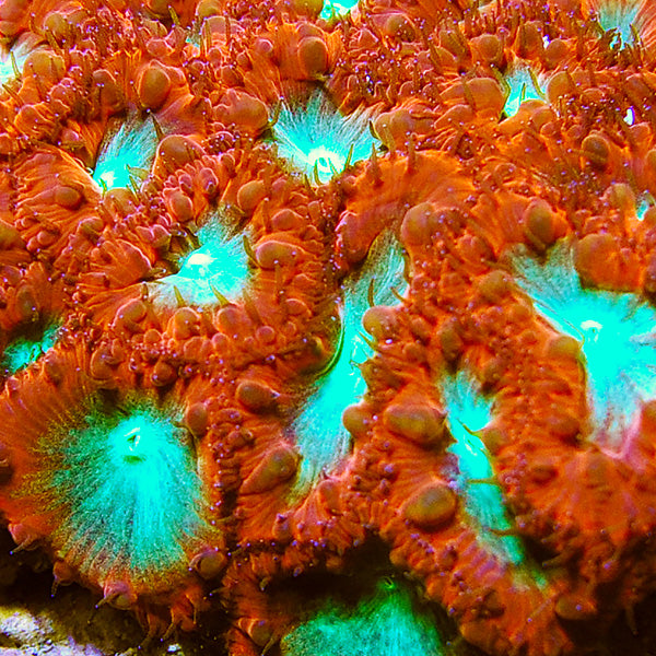 Blastomussa Coral