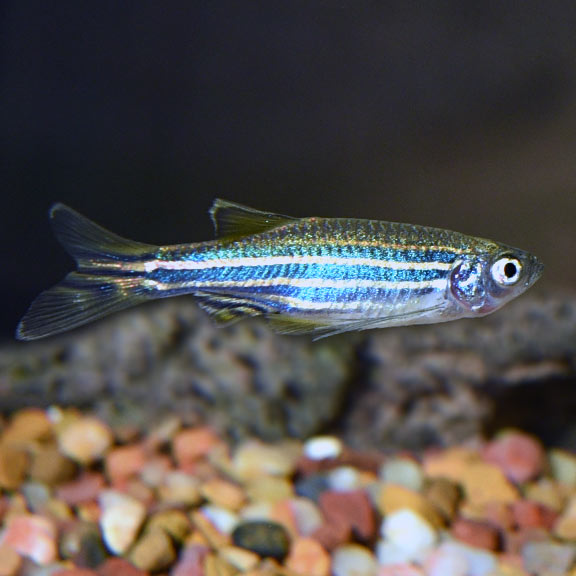 Longfin Fish Zebra Longfin Danio Group: Tropical Fish for Freshwater Aquariums ...