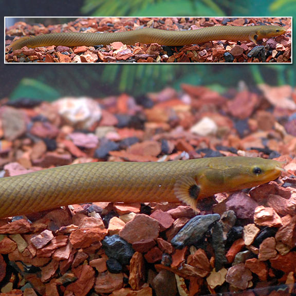 Rope Fish: Tropical Fish for Freshwater Aquariums – LiveAquaria
