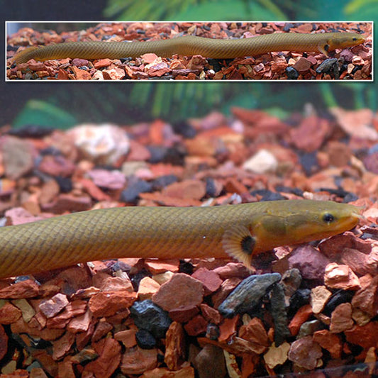 Australian Rope Fish Miscellaneous Freshwater Fish – LiveAquaria