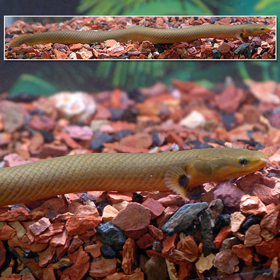 Rope Fish: Tropical Fish for Freshwater Aquariums – LiveAquaria