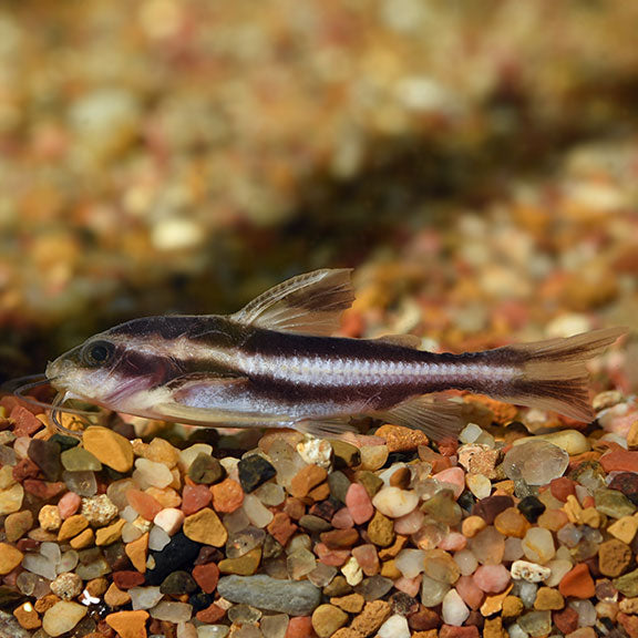 Raphael Fish Striped Raphael Catfish: Tropical Fish for Freshwater Aquariums ...