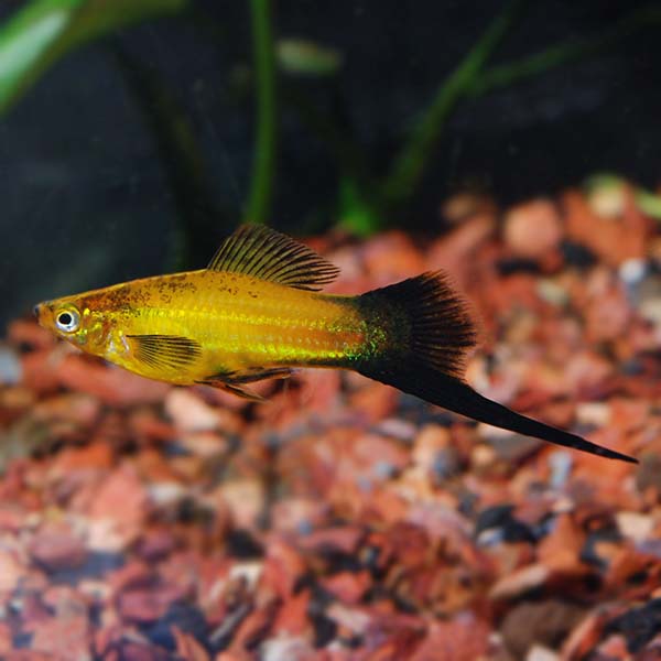 Male Marigold Wag Swordtail