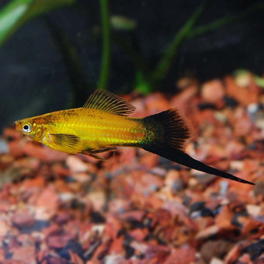 Male Marigold Wag Swordtail