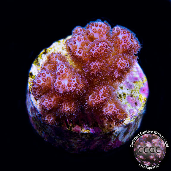 Pink Peony Pocillopora - Aquacultured