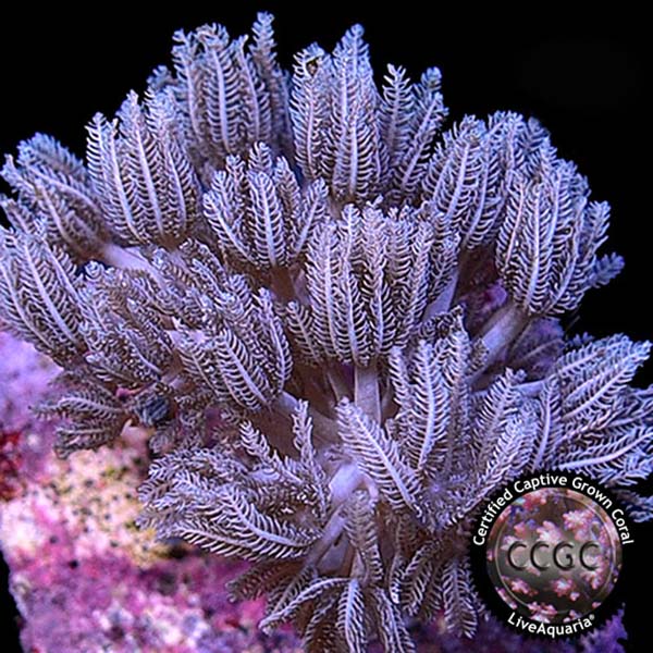 Drs. Foster & Smith Certified Soft Coral Frag 5 Pack - Aquacultured