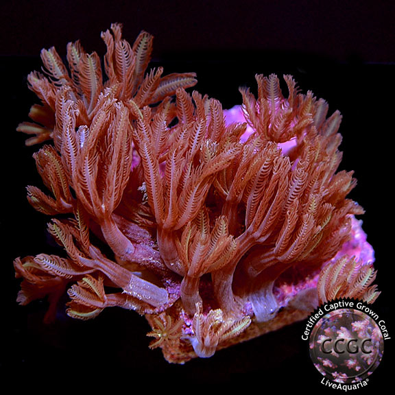 Glove Polyp Coral - Aquacultured
