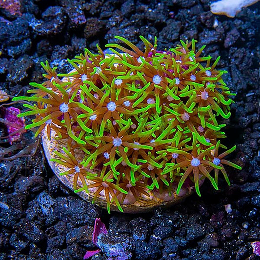 LiveAquaria® USA Aquacultured Neon Green Starburst Polyp, Short Tentacle Coral