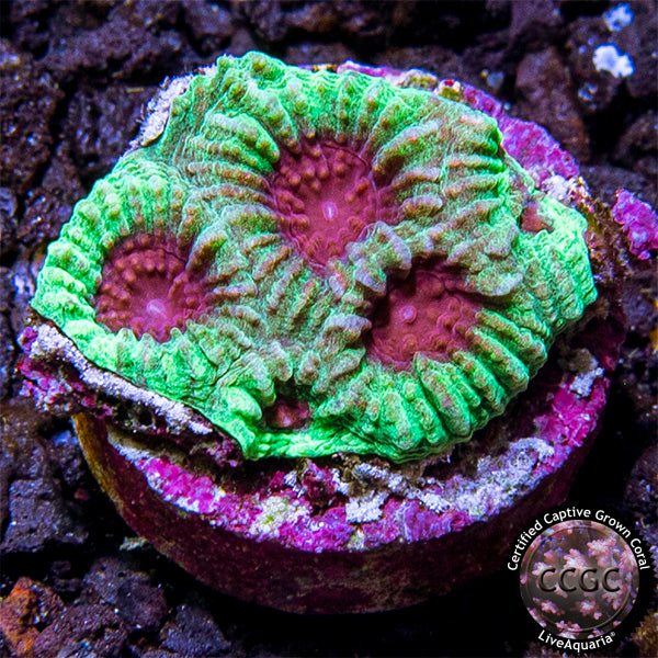 LiveAquaria® CCGC Aquacultured Red and Green Favia Coral