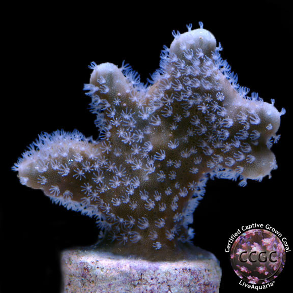 Mystery Coral