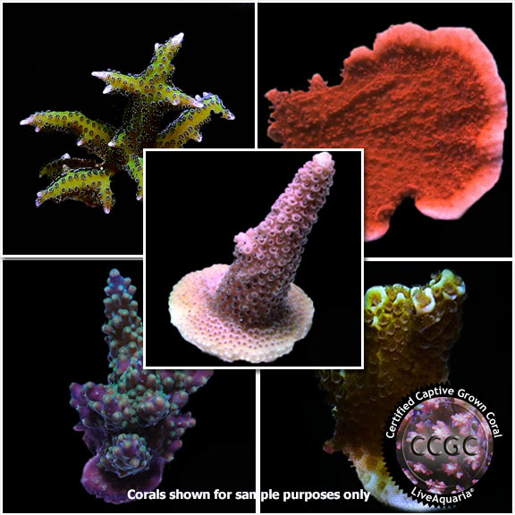 Drs. Foster & Smith Certified Assorted SPS Frag Packs - Aquacultured