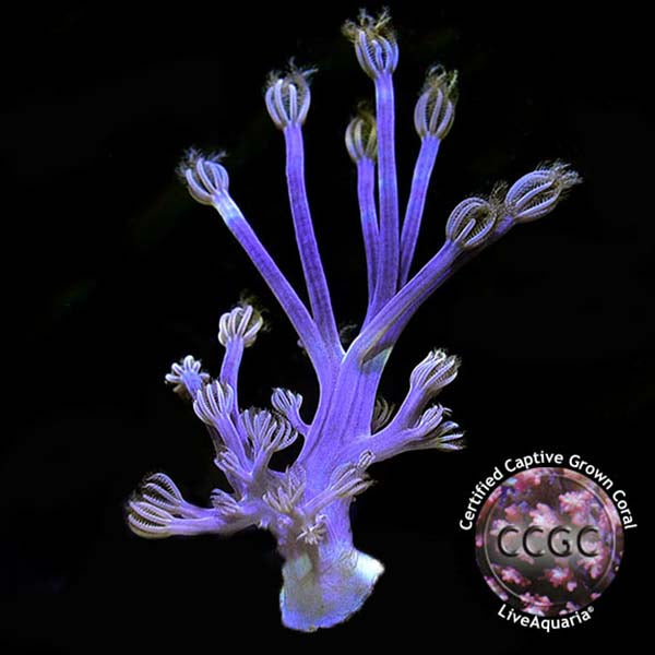Drs. Foster & Smith Certified Soft Coral Frag 5 Pack - Aquacultured