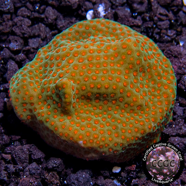 LiveAquaria® Montipora Coral Pack