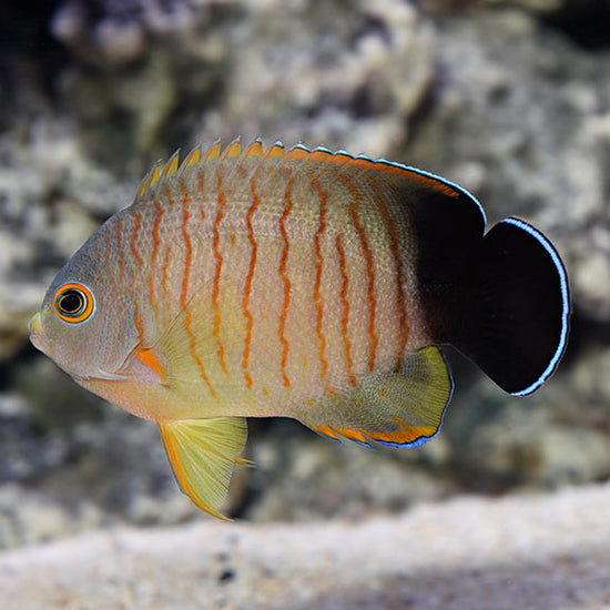 Red Flag Fish Red Stripe Angelfish: Saltwater Aquarium Fish for Marine Aquariums ...