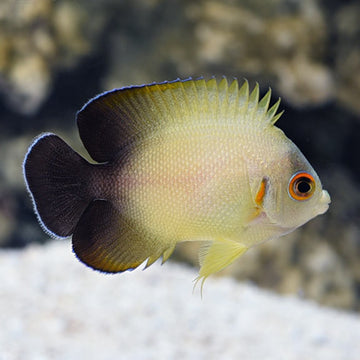 Dwarf Angelfish: Flame Angelfish and other Dwarf Angels – LiveAquaria
