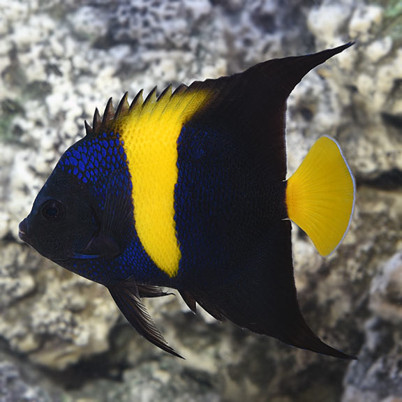 Asfur Angelfish: Saltwater Aquarium Fish for Marine Aquariums – LiveAquaria